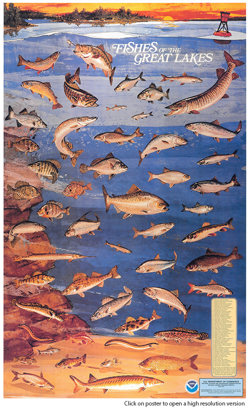 Native fish poster